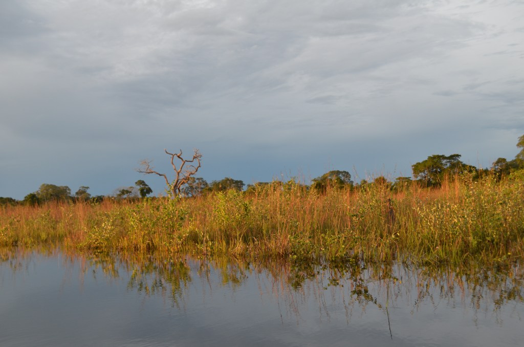 Peaceful and quiet nature in the&nbsp;Pantanal