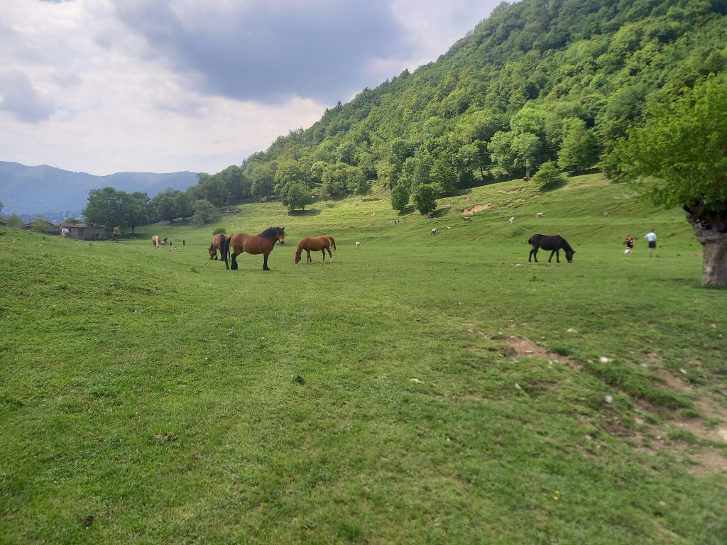 Alpe Megna: an Easy trail for the whole&nbsp;family