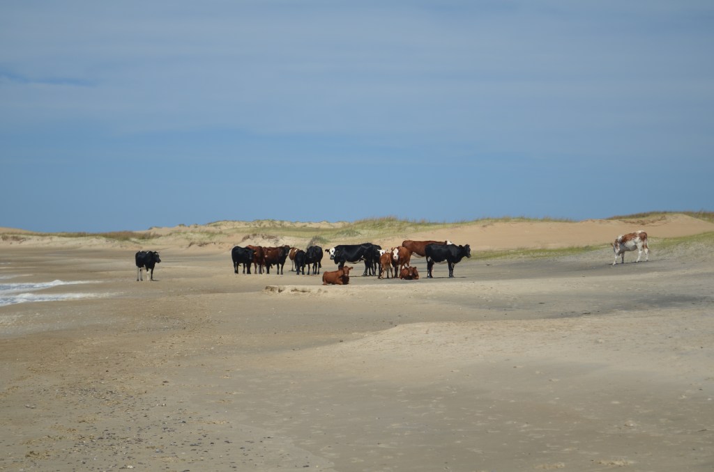 One Week in Cabo Polonio and Valizas: Exploring the Enchanting&nbsp;Wilderness
