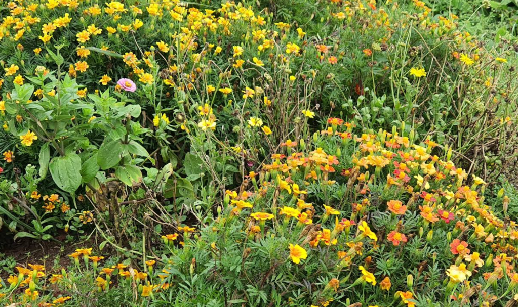 Explore the Hidden Gems of Flores Island in the&nbsp;Azores